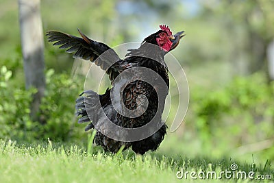 Rooster flap Stock Photo