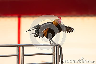 Rooster is flapping and crowing Stock Photo