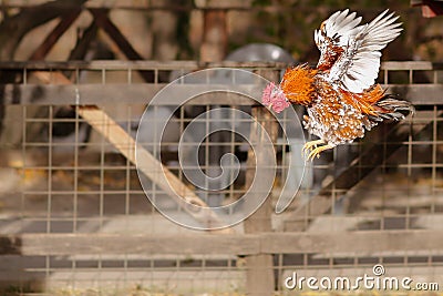 Rooster flying Stock Photo