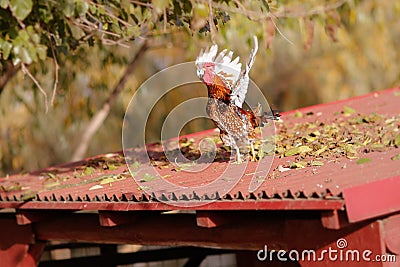 Rooster flying Stock Photo