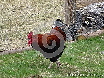 Rooster in garden Stock Photo