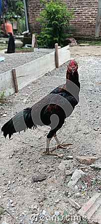 the rooster glared Stock Photo