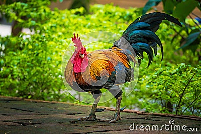 Rooster on the ground Stock Photo