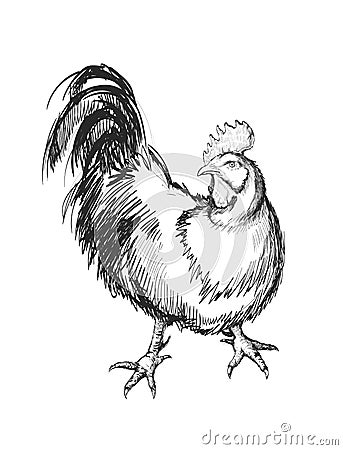 Rooster Hand Drawing Vector Illustration Vector Illustration