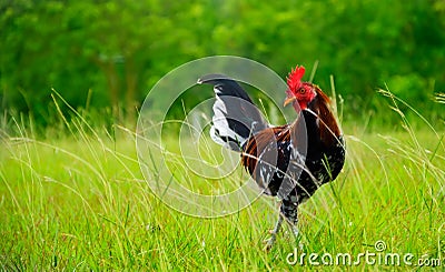 Rooster in Hawaii Stock Photo