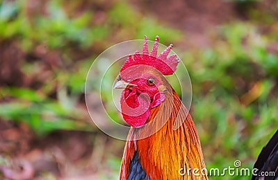 Rooster on Hawaii Stock Photo