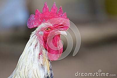 Rooster head Stock Photo