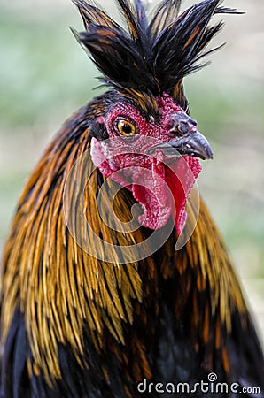 Rooster head Stock Photo