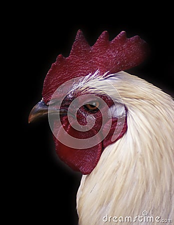 Rooster headshot Stock Photo