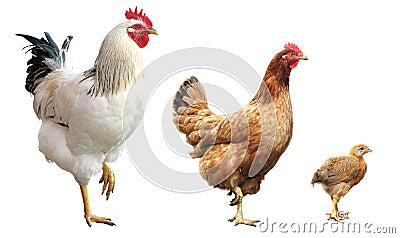 Rooster, hen and chicken, isolated Stock Photo