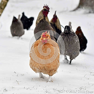 Rooster and hen walk on snow in wintery landscape. Stock Photo