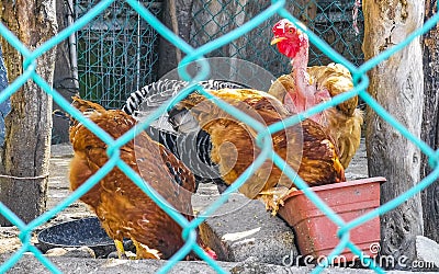 Rooster and hens chickens behind fence in Puerto Escondido Mexico Stock Photo