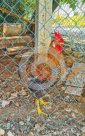 Rooster and hens chickens behind fence in Puerto Escondido Mexico Stock Photo