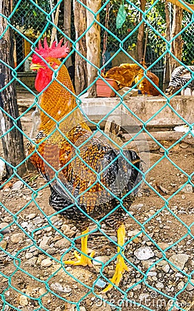 Rooster and hens chickens behind fence in Puerto Escondido Mexico Stock Photo