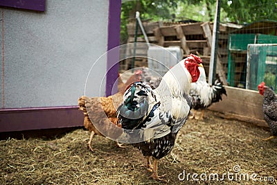 Rooster, hens and chickens in a farm enclosure Stock Photo
