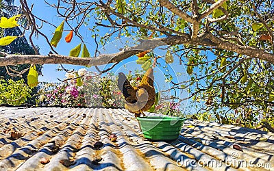 Rooster and hens chickens on roof on farm in Mexico Stock Photo