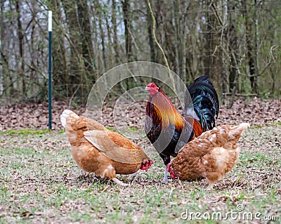 Rooster and hens Stock Photo