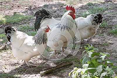 Rooster and hens, freeranging white and black cockerel and hens in farmyard Stock Photo