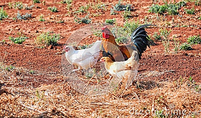 Rooster and hens walking Stock Photo