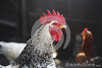 Rooster and hens are walking outdoors on farm in the countryside. Chicken in the chicken coop Stock Photo