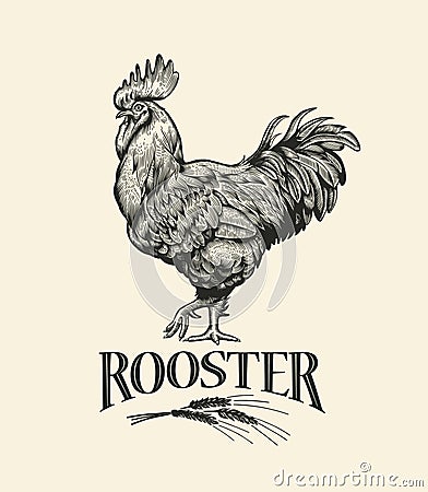 Rooster. Illustration of the in Vintage engraving style. Rooster grunge label. Vector Illustration