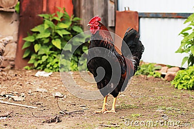 The leader on a farm among chickens. Stock Photo