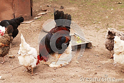 The leader on a farm among chickens. Stock Photo