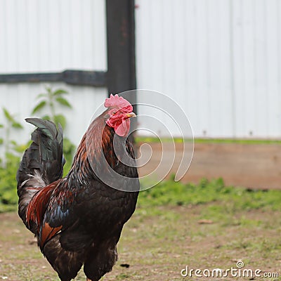 The leader on a farm among chickens. Stock Photo