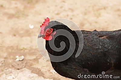 The leader on a farm among chickens. Stock Photo