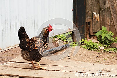 The leader on a farm among chickens. Stock Photo