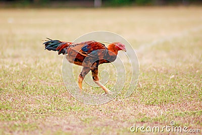 Rooster is looking for food on the lawn Stock Photo