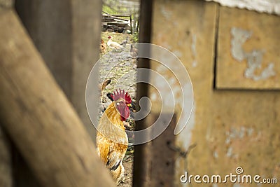 Rooster looking at me behind the door Stock Photo