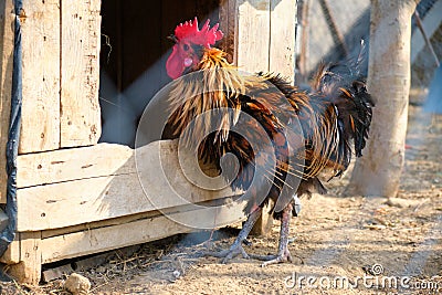 Rooster mixed breed between Serama bantam and Phoenix looking inside a dog`s house, in a poultry/animal paddock, at rural farm Stock Photo