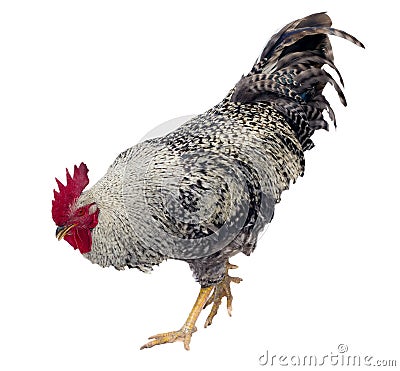 Rooster Stock Photo