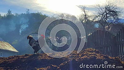 Rooster on pile of manure Stock Photo