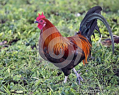 Rooster Stock Photo