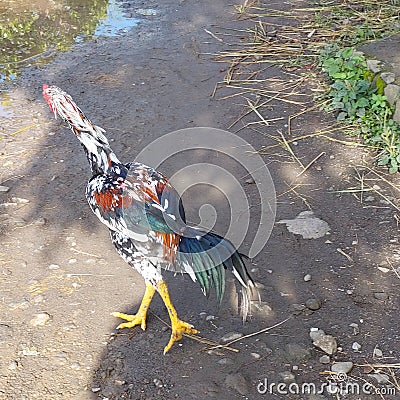 rooster roaming around in the yard Stock Photo