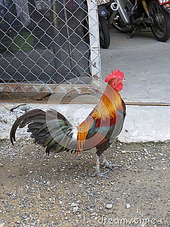 Rooster Stock Photo