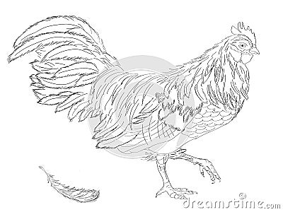 Rooster. Rooster Year. Chinese New Year of the Rooster. Vector Illustration