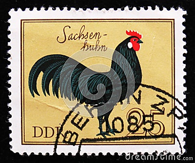 Rooster Saxony from the series `Domestic birds`, circa 1979 Editorial Stock Photo