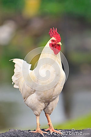 Rooster Series 2 Stock Photo