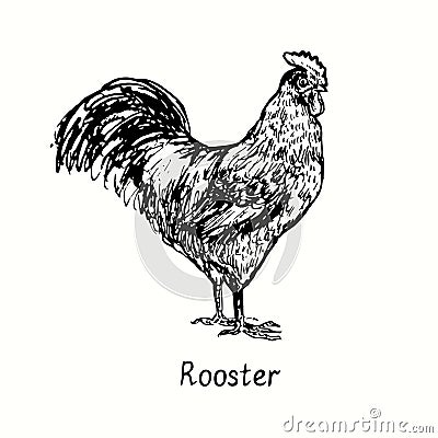 Rooster side view. Ink black and white doodle drawing in woodcut outline style. Vector Illustration