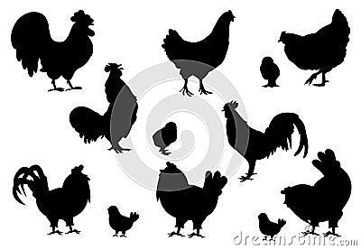 Rooster silhouettes on the white background Stock Photo