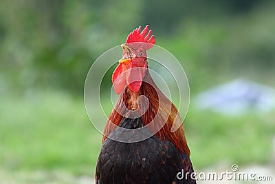 Rooster singing in the morning Stock Photo