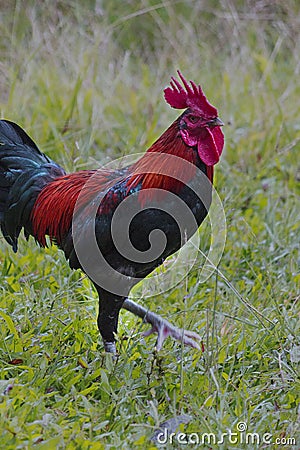 Rooster, standing on green grass, a farm, Aceh Stock Photo