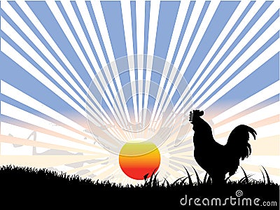 Rooster , sun and black grass Stock Photo
