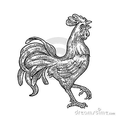 Rooster. Vintage black vector engraving illustration Vector Illustration