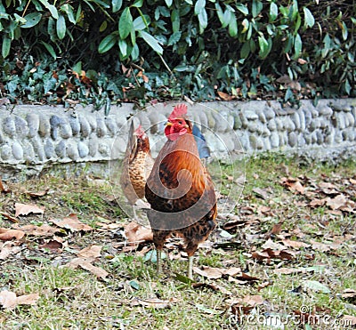 rooster on a walk Stock Photo