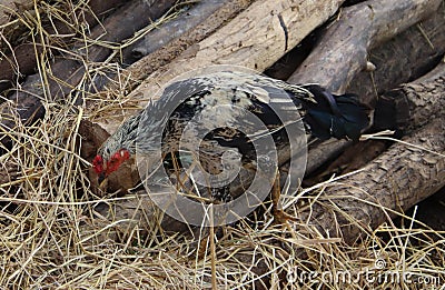 A rooster walking on wood and looking for worms in the grass Stock Photo