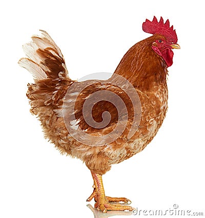 Rooster on white background, isolated object, live chicken, one closeup farm animal Stock Photo